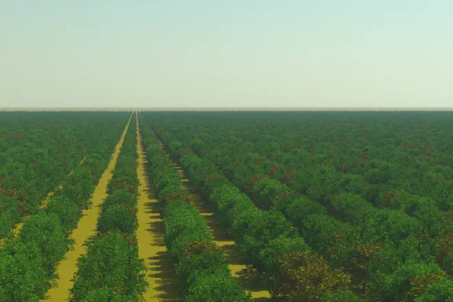 Wellington Citrus Orchard scene with an atmosphere